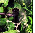 Photo of Mini Bubbler