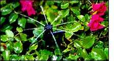 Photo of Shrubbler
